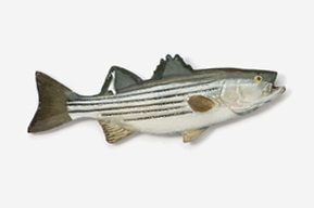 #207P - Striper / Striped Bass Hand Painted Pin