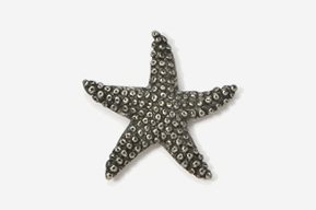 A star fish is shown in this picture.