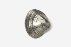 A silver shell is shown on the white background.