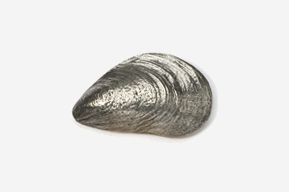 A silver shell is shown on the white background.