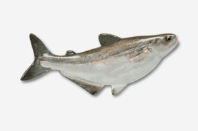 A metal shark is shown in profile.