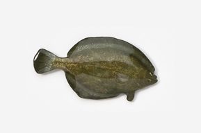 A fish is shown on the white background.