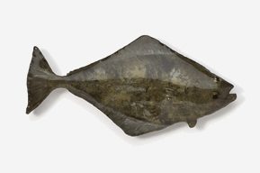 A fish is shown in this picture.