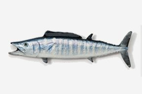 A fish with a black tail and blue markings.