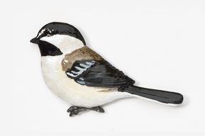 A bird with black and white feathers on it's back.