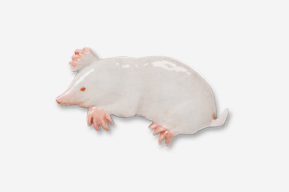 A white mouse with pink feet and red nose.