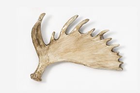 A close up of the antlers on a moose.