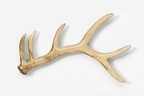 A deer antler is shown on the wall.