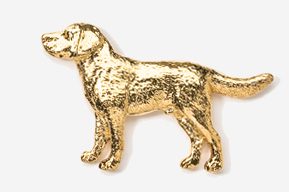 A gold dog is standing in front of the camera.