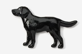 A black dog is standing on the ground