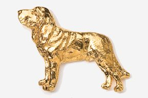 A gold dog is standing in front of the camera.