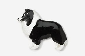 A black and white dog is standing up