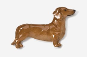 A brown dachshund dog is standing up to the side.