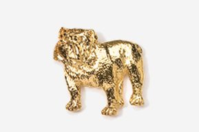 A gold colored dog is shown in this image.