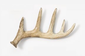 A deer antler on the wall of a room.