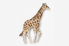 A giraffe standing on all fours in the middle of a white background.