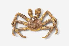 A crab is shown in this picture.