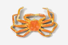 A crab is shown in this picture.