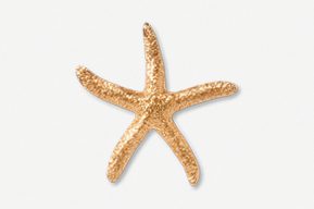 A close up of a starfish on a white background