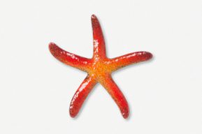 A red and orange starfish is shown on the white background.