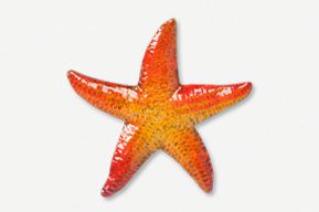 A red and orange starfish is shown on the white background.