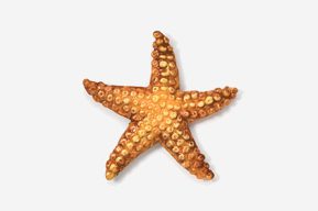 A star fish is shown in this picture.