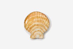 A shell is shown on the white background.