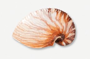 A shell is shown with the image of it's inside.