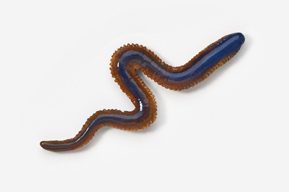 A blue and brown worm is on the ground.