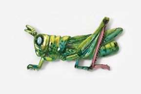 A green and yellow grasshopper laying on its back.