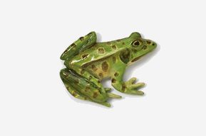 A green frog with spots on it's back.