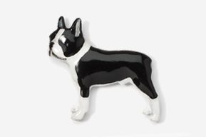 A black and white dog is standing up