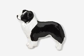 A black and white dog is standing up