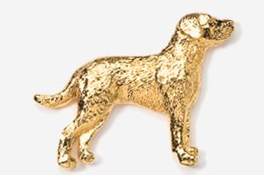 A gold dog is standing in front of the camera.