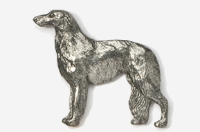 A silver dog is standing in front of the camera.