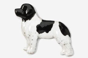 A black and white dog is standing up