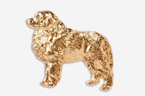 A gold dog is standing in front of the camera.