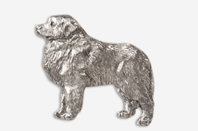 A silver dog is standing in front of the camera.