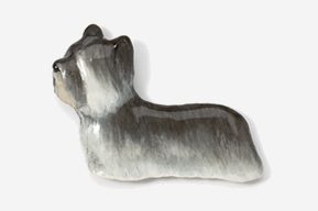 A silver dog is sitting down and looking at the ground.